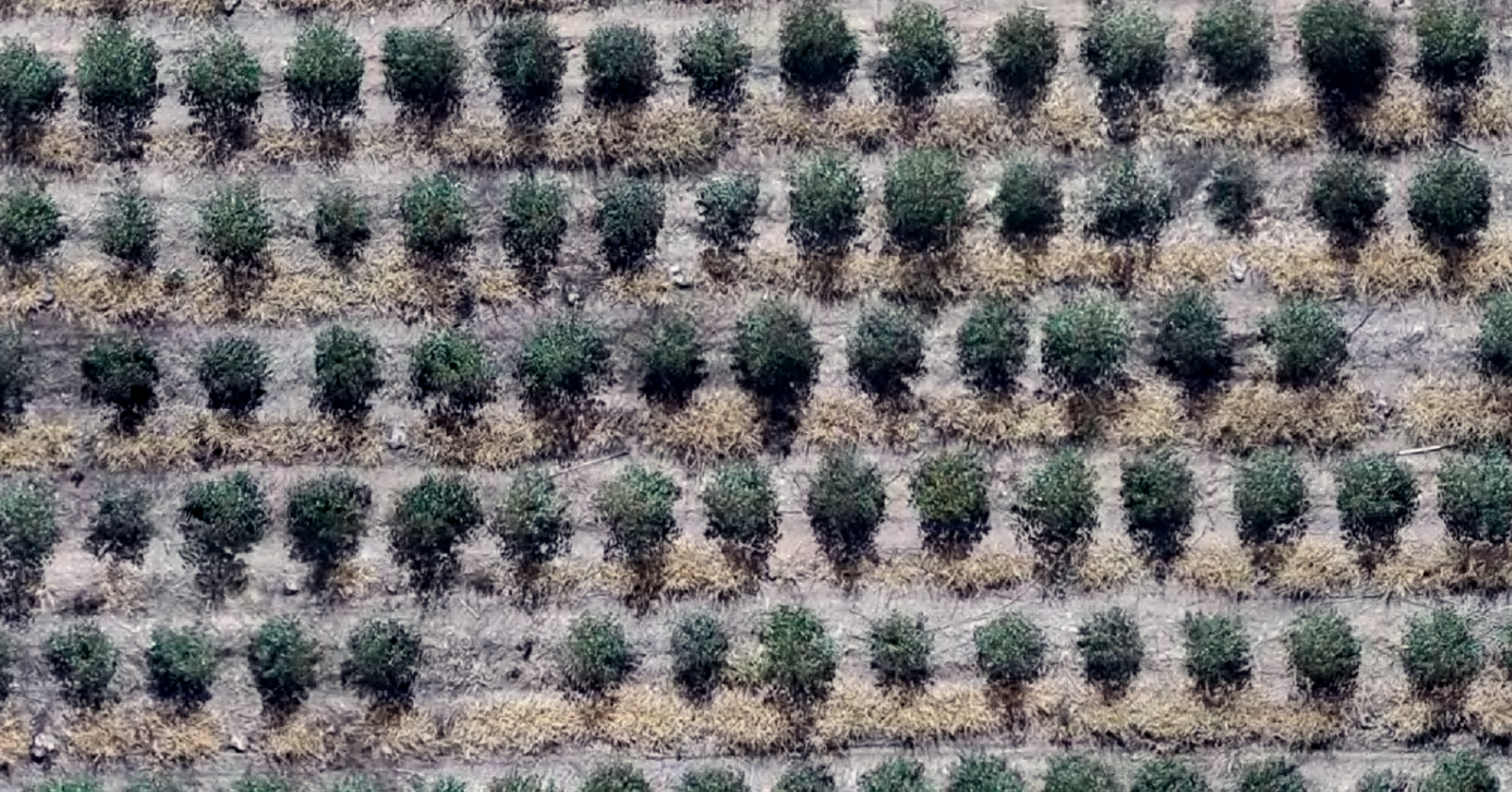 Imagem atualizada de plantação de Eucalipto